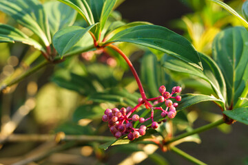 Selective focus Indonesian parijata fruits (Medinilla speciosa) in a garden, usually used for increasing fertility for women.