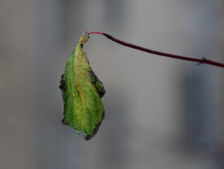 A lonely withered leaf on a tree branch