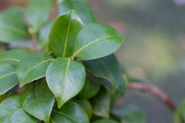 Young green leaves of Japanese camellia on a branch. Natural leafy background - obrazy, fototapety, plakaty