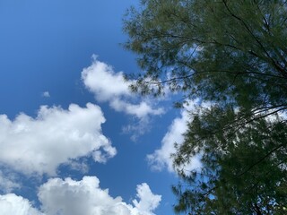 Sky, white clouds and green trees Bright day Beautiful nature