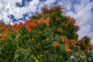 Fototapeta na wymiar Bright red flowers on a green tree against a blue sky with clouds