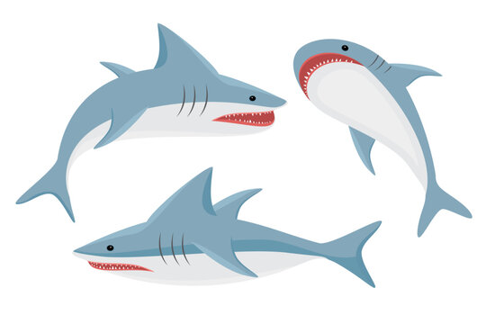 Shark vector. Collection of sea predator animals. Vector illustration of a dangerous shark