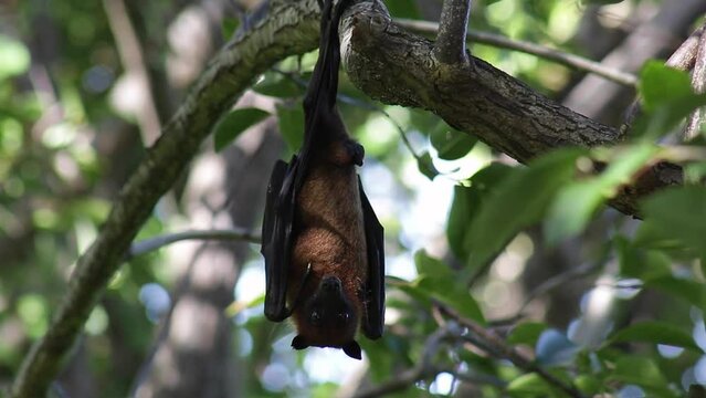 A unique video from the wild. A flying fox sleeps in a tree.