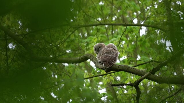 Small tawny owls on the tree. Browns owl in the spring forest. European wildlife. 
