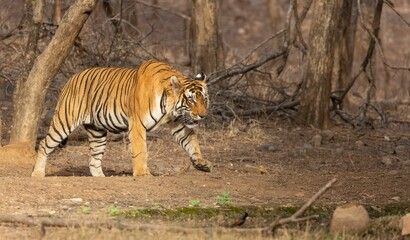 Bengal tiger (Panthera tigris Tigris) walking among dry trees, foliage and stones - obrazy, fototapety, plakaty