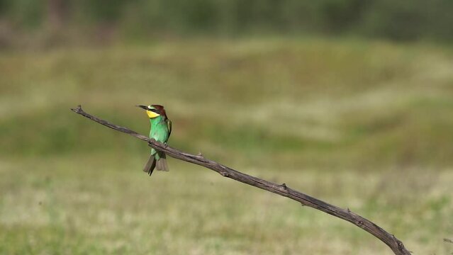 European bee eater in the Rhodope mountains. Bee eater on the meadow in Bulgaria. Feeding bee eater. European wildlife. 