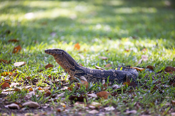 Monitor Lizard