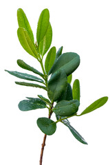 Feuilles de ravensare, ravensara aromatica, fond blanc 