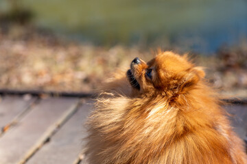 Mini pomeranian walks in the park. Pomeranian on a walk in the autumn park. Dog on the street.