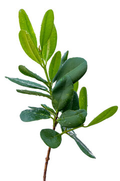 Feuilles de ravensare, ravensara aromatica, fond blanc 