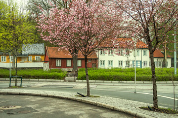 Norway - Oslo - Warm spring day among beautiful wooden houses with blossom trees on Damstredet...
