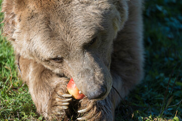 Big brown bear eating apple in the Carpathian mountains during dawn on a autumn day, closeup. West...