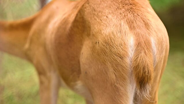 Rump of Barasingha deer standing, Wildlife and very rare animals, Barasinga deers, swamp deer.