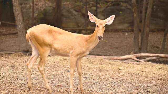 Barasingha deer is standing and eating grass, Wildlife and very rare animals, Barasinga deers, swamp deer.