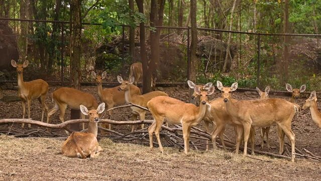 Group of Barasingha deer sutting and walking, Wildlife and very rare animals, Barasinga deers, swamp deer.