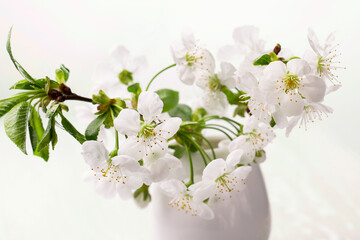 Cherry twig in vase - spring background