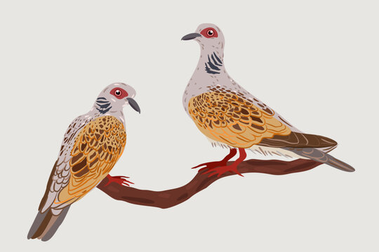 Vector illustration of couple of turtle doves on a branch isolated on light background.