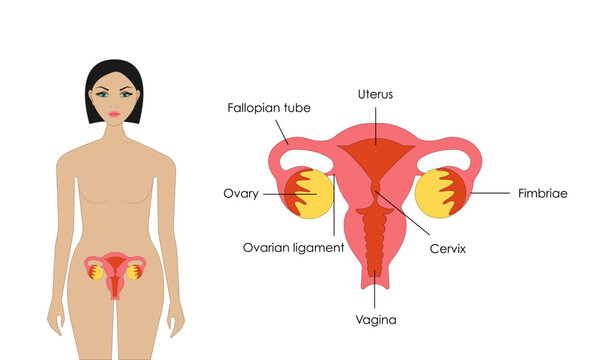 The female reproductive system.