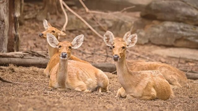 Group of Barasingha deer sitting, Wildlife and very rare animals, Barasinga deers, swamp deer.