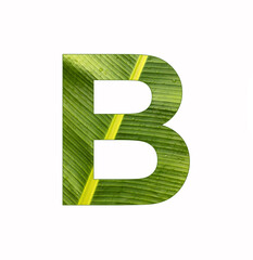 Alphabet letter B - Banana leaf background, natural background
