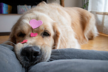 Golden retriever dog with hearts on his head leaning on his bed.