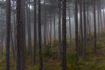 colorful autumn forest in the mist