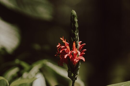 Closeup shot of a pachystachys flower with small crimson petals on the bud
