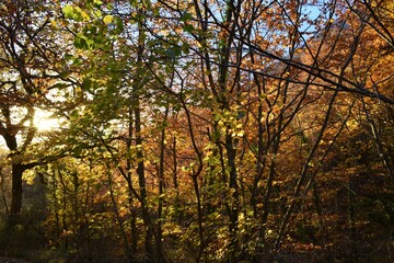 Obraz premium autumn in the forest