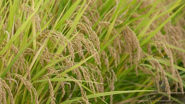 Rice fields in autumn, golden rice just before harvest