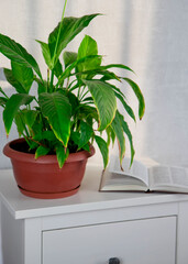 Flower arrangement of indoor plants. Spathiphyllum in the home interior. Care of potted plants. A green plant with large leaves on the background of books. Place for text