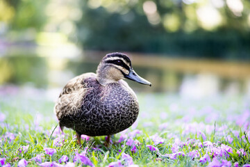 duck in the grass