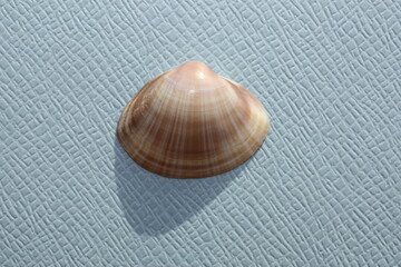 Fototapeta na wymiar White trough shell or rayed trough clam, rayed trough shell, white trough clam (Mactra stultorum) on a blue background. Place of find: Aegean Sea, Greece, Halkidiki