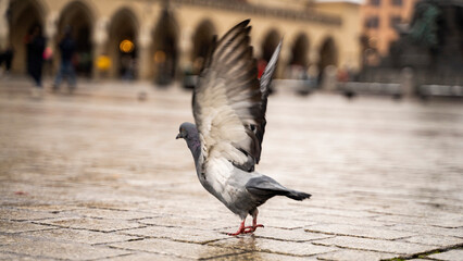 beautiful krakow poland pigeons girl © Tymoteusz