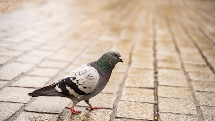 beautiful krakow poland pigeons girl