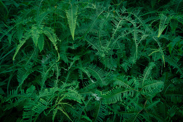 Beautiful fern leaf texture in nature with vignette and under exposere.