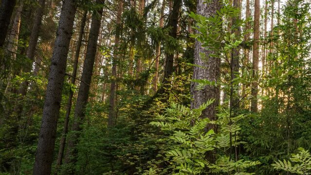 Camera movement through forest thicket, sunlight through forest trees, hyperlapse, time lapse