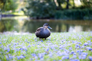 duck in the grass