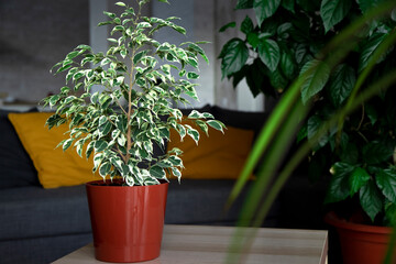 Flower arrangement from indoor plants on a wooden table. Ficus Benjamin in the interior. Houseplant care. green plant with large leaves.