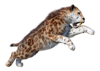 3D Rendering Sabertooth Tiger on White
