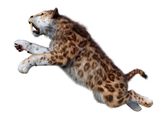 3D Rendering Sabertooth Tiger on White