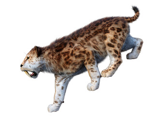 3D Rendering Sabertooth Tiger on White