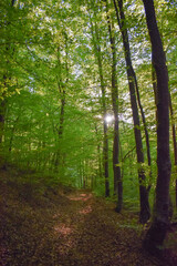 Forest Nature Bosnia And Herzegovina 