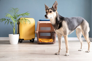 Cute mixed breed dog sitting by travel pet carrier, blue wall background