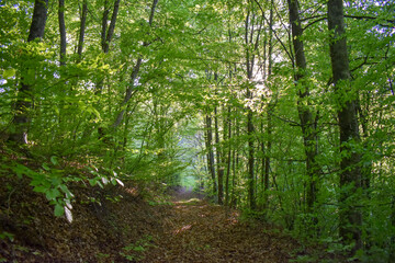 Obraz premium Forest Nature Bosnia And Herzegovina 
