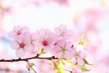 Obraz premium 桜の花