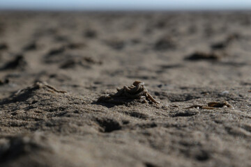 Wattenmeer, Nordsee, Sylt, Deutschland im Herbst