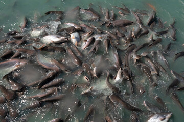 Flock of Pangasius in Thailand and South-east Asia.