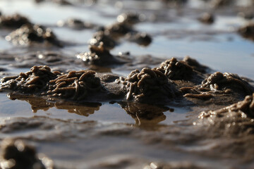 Wattenmeer, Nordsee, Sylt, Deutschland im Herbst