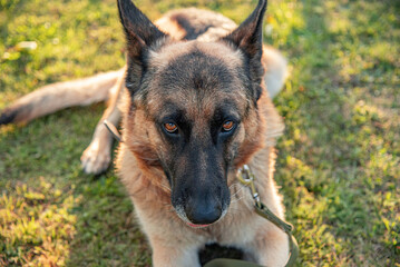 Beautiful German Shepherd on the background of nature.