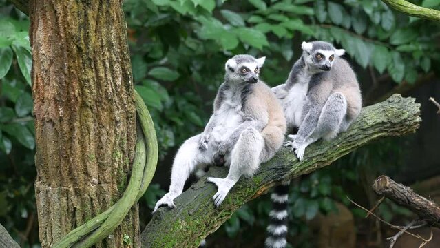 Ringtail lemur looking around in singapore zoo 